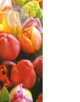 Geschenkkarte Tulpen (L)