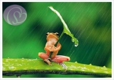 Postkarte Wetterfrosch