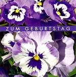 Postkarte Zum Geburtstag, Stiefmütterchen