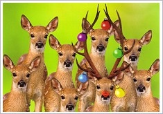 Postkarte Rehe mit Weihnachtskugeln