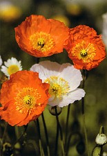 Klappkarte Mohn