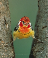 Brillenputztuch Spagatvogel