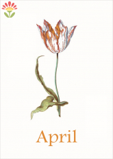 04/ Postkarte April, Liliput