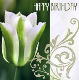 Postkarte Happy Birthday, Tulpe